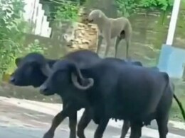 शाही अंदाज में भैंसों की सवारी करता नजर आया डॉगी, लोगों ने कहा- हर कुत्ते का दिन आता है शाही अंदाज में भैंसों की सवारी करता नजर आया डॉगी, लोगों ने कहा- हर कुत्ते का दिन आता है