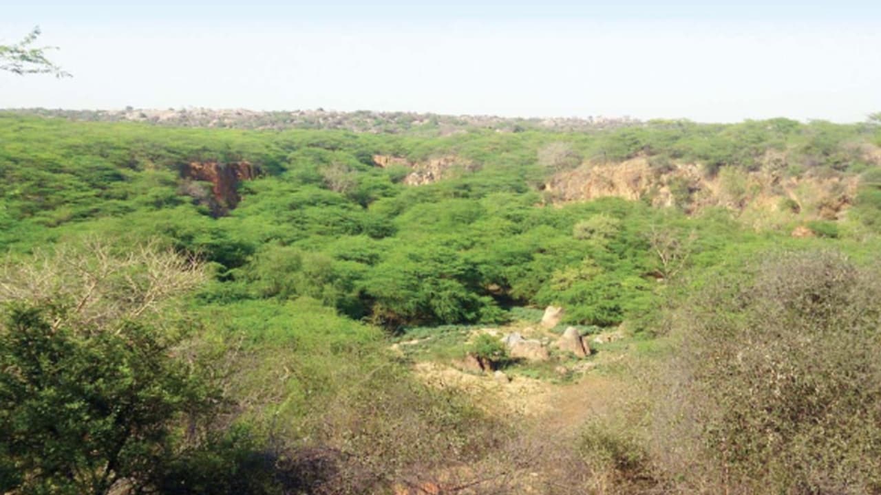 1,000 Acres Of Delhi's Southern Ridge Set To Get Reserved Forest Status