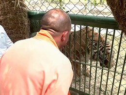 Video : चुनाव खत्म होते ही गोरखपुर चिड़ियाघर पहुंचे CM योगी, शेर-बाघ के साथ कुछ ऐसी रही मुलाकात