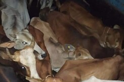 ग्वालियर: गोवंश से भरा ट्रक  बरामद, दो आरोपी गिरफ्तार