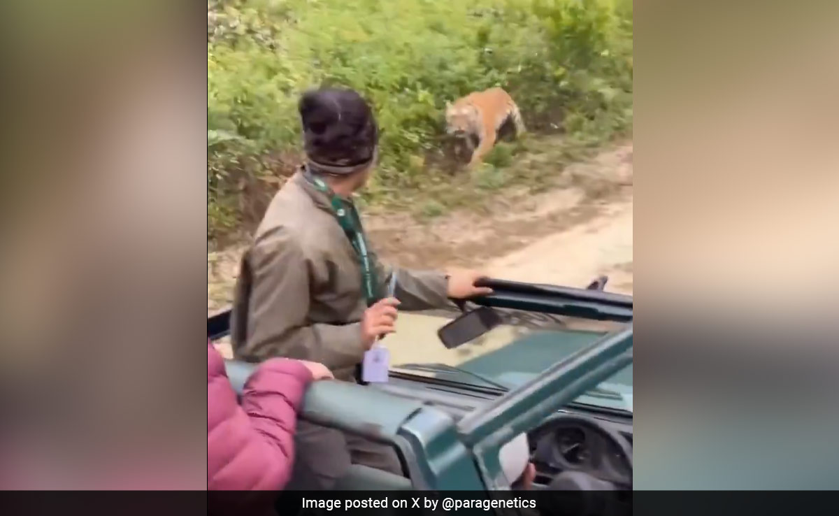 Video: Tiger Growls, Lunges To Attack Tourist Vehicle At Jim Corbett National Park