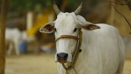 सिवनी : 60 से ज्यादा गोवंशों की&nbsp;हत्या मामले में अब तक कुल 24 लोग गिरफ्तार