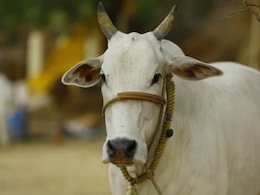 सिवनी : 60 से ज्यादा गोवंशों की हत्या मामले में अब तक कुल 24 लोग गिरफ्तार