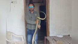 खुद को ठंडा करने के लिए फ्रिज में घुसा सांप ,डिस्टर्ब करने पर सर उठाकर लगा फुफकारने