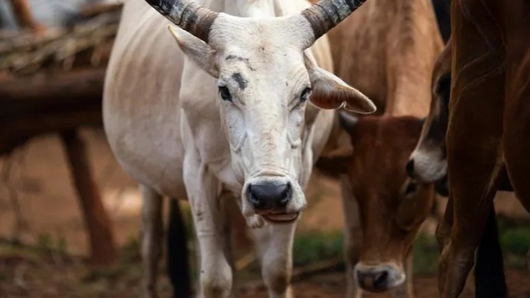 Maharashtra, Citing Vedic Significance, Declares Cow As "Rajyamata-Gomata"