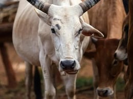 ट्रकों में गोवंश लेकर जाने वालों पर एक्शन, पुलिस ने 9 को किया गिरफ्तार