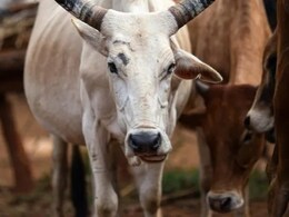 चुनाव के पहले शिंदे सरकार का बड़ा फैसला, गाय को दिया गया राज्यमाता का दर्जा