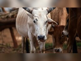 Chhattisgarh: सरकार योजना विहीन... किसानों की खेती हो रही चट, पालतू पशुओं को ग्रामीणों ने बाड़े में बंद कर मार डाला... जानिए पूरा मामला  Chhattisgarh: सरकार योजना विहीन... किसानों की खेती हो रही चट, पालतू पशुओं को ग्रामीणों ने बाड़े में बंद कर मार डाला... जानिए पूरा मामला