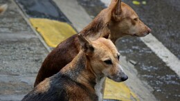 विदिशा में कुत्तों का आतंक, 6 दिन में 53 महिलाओं-बच्चों को काटा