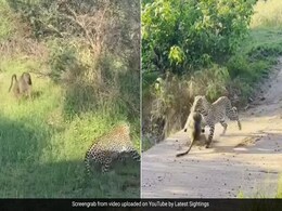 जंगल में लंगूरों के झुंड पर अचानक तेंदुए ने किया अटैक, एक को दबोचकर लगा भागने, तभी लंगूरों ने बोला हमला, फिर जो हुआ... जंगल में लंगूरों के झुंड पर अचानक तेंदुए ने किया अटैक, एक को दबोचकर लगा भागने, तभी लंगूरों ने बोला हमला, फिर जो हुआ...