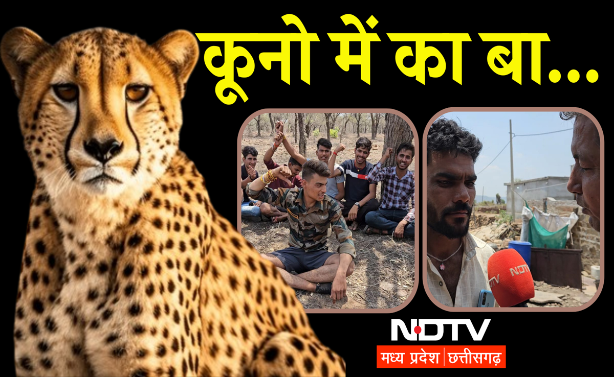 35 चीता ट्रैकर्स ने छोड़ा काम, मांस कटवाने पर हड़ताल, कूनो में क्यों मच गया बवाल? देखिए NDTV पड़ताल