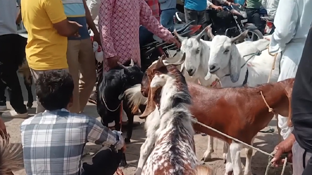 बकरीद से पहले झालावाड़ के फिल्मी नाम वाले बकरों की मांग बढ़ी