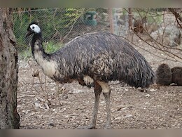 राजस्थान के बॉयोलॉजिकल पार्क में आएगा ऑस्ट्रेलिया का एमू, दुनिया का दूसरा सबसे बड़ा पक्षी