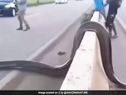सड़क के बीचोबीच अचानक आ गया विशालकाय सांप, देखते ही रुक गए आते-जाते लोग, आगे जो हुआ, देखकर खड़े हो जाएंगे रोंगटे सड़क के बीचोबीच अचानक आ गया विशालकाय सांप, देखते ही रुक गए आते-जाते लोग, आगे जो हुआ, देखकर खड़े हो जाएंगे रोंगटे