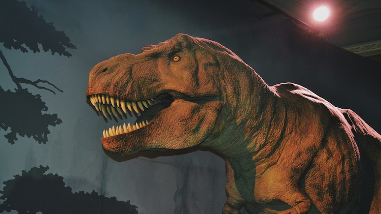 Physicist Discovers Preserved Blood Vessels In World's Largest T. Rex