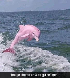 Real Or Fake? Internet Abuzz After Pics Of Rare Pink Dolphin