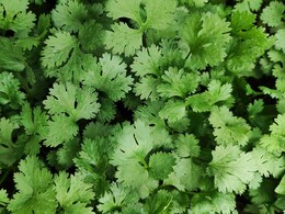 Dhania juice side effects : क्या आप भी पीते हैं धनिया का जूस, जानिए इससे शरीर पर क्या पड़ता है असर? Dhania juice side effects : क्या आप भी पीते हैं धनिया का जूस, जानिए इससे शरीर पर क्या पड़ता है असर?