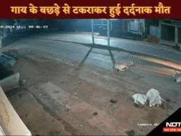 Road Accident: सड़कों पर आवारा पशुओं का जमघट बना जानलेवा, गायों से टकराया बाइक सवार, बुझ गया घर का एकलौता चिराग