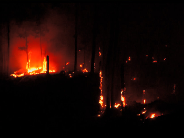 J&K: Massive Wildfire Erupts In Bali-Tirchi Forest Of Udhampur, Engulfs Four Houses