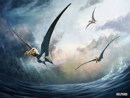 Fossils Of "Sea Phantom" Flying Reptile Found In Australia Fossils Of "Sea Phantom" Flying Reptile Found In Australia