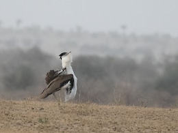 Rajasthan News: बारिश में झूमते नर गोडावण की सामने आई दुर्लभ तस्वीर, मादा को रिझाने के लिए करता है डांस