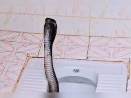 King Cobra: बाथरूम में घूसते ही महिला के उड़े होश, फन फैलाए  टॉयलेट के कमोड में बैठा दिखा किंग कोबरा King Cobra: बाथरूम में घूसते ही महिला के उड़े होश, फन फैलाए  टॉयलेट के कमोड में बैठा दिखा किंग कोबरा