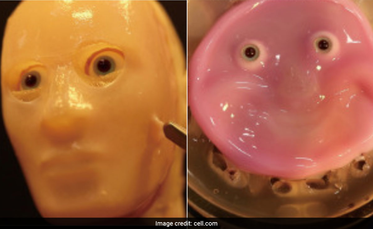 Scientists Create Smiling Robot Face Made Of Living Human Skin Cells