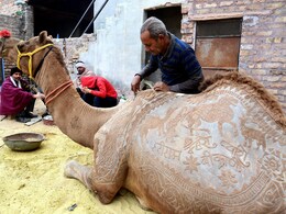 रेगिस्तानी जहाज ऊंट के नाम हुआ साल 2024, सयुंक्त राष्ट्र ने इस साल को अंतरराष्ट्रीय कैमलिड्स वर्ष घोषित किया रेगिस्तानी जहाज ऊंट के नाम हुआ साल 2024, सयुंक्त राष्ट्र ने इस साल को अंतरराष्ट्रीय कैमलिड्स वर्ष घोषित किया