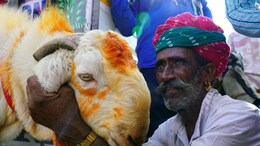 राजस्थान के बांसवाड़ा में अब बकरी का भी बनेगा हेल्थ कार्ड, पशुपालकों को बिना ब्याज के मिलेगा लोन