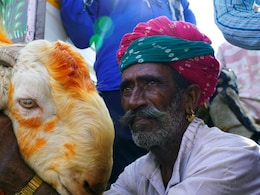 राजस्थान के बांसवाड़ा में अब बकरी का भी बनेगा हेल्थ कार्ड, पशुपालकों को बिना ब्याज के मिलेगा लोन