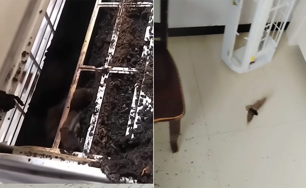 सफाई के लिए AC को खोला तो उड़ गए होश, अंदर से निकले कई दर्जन चमगादड़, लोगों ने पूछा- पेड़ पर लगाया था क्या