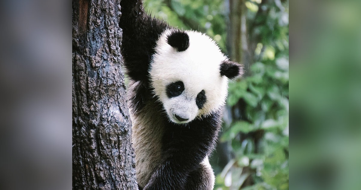 How China S Panda Diplomacy Has Been Used Over The Years How China S Panda Diplomacy Has Been Used Over The Years