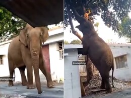पहले पेट पूजा, फिर काम दूजा: कटहल तोड़ने के लिए घर की छत पर चढ़ गया हाथी, निंजा टेक्निक देख दंग रह गए लोग पहले पेट पूजा, फिर काम दूजा: कटहल तोड़ने के लिए घर की छत पर चढ़ गया हाथी, निंजा टेक्निक देख दंग रह गए लोग