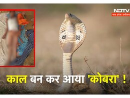 Shocking ! सो रहे युवक को कोबरा ने डसा, सुबह दोनों की मिली लाश