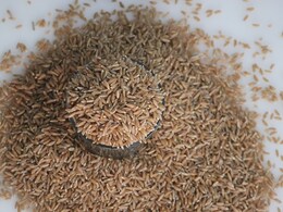 डायबिटीज के मरीजों के लिए रामबाण है गेहूं की यह किस्म, जानिए कैसे करते हैं इसका सेवन डायबिटीज के मरीजों के लिए रामबाण है गेहूं की यह किस्म, जानिए कैसे करते हैं इसका सेवन