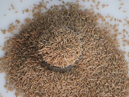 Here's Why You Should Buy Khapli Wheat And Avoid Processed Wheat