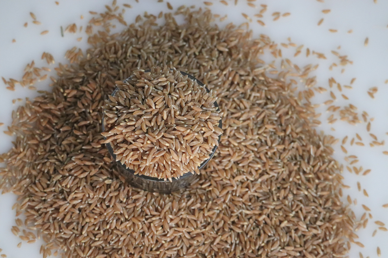 Khapli wheat contains higher levels of antioxidants, such as polyphenols