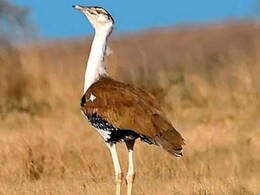 जिस गोडावण पक्षी के संरक्षण का पीएम मोदी ने किया जिक्र, अभी रेगिस्तान में उनकी कितनी संख्या?