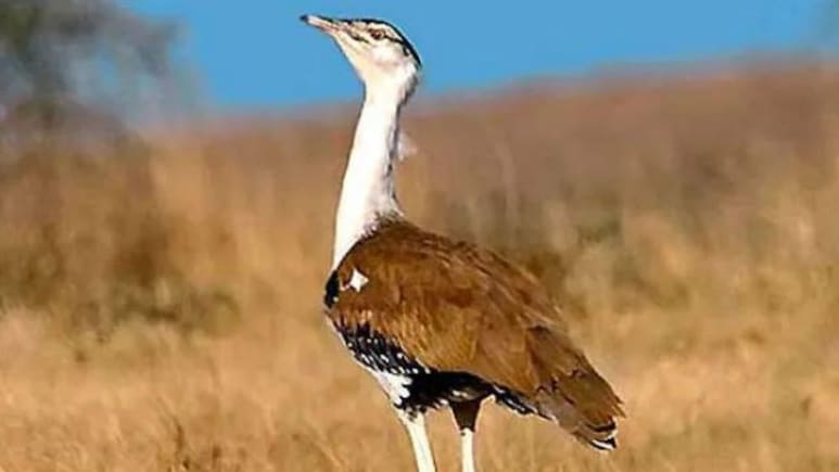 जिस गोडावण पक्षी के संरक्षण का पीएम मोदी ने किया जिक्र, अभी रेगिस्तान में उनकी कितनी संख्या?