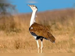 राज्य पक्षी गोडावण के संरक्षण के जिए उठाया कदम, समिति करेगी विल्ड विजिट राज्य पक्षी गोडावण के संरक्षण के जिए उठाया कदम, समिति करेगी विल्ड विजिट