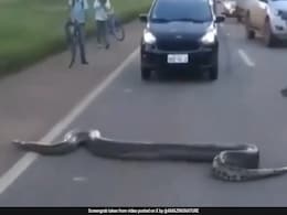 Watch: 25-Foot Anaconda Crosses Brazil Road, Brings Traffic To Standstill Watch: 25-Foot Anaconda Crosses Brazil Road, Brings Traffic To Standstill
