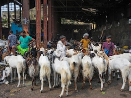 Bakrid Advisory: दिल्ली में बकरीद पर पशु क्रूरता कानून के सख्त पालन का निर्देश, एडवाइजरी जारी Bakrid Advisory: दिल्ली में बकरीद पर पशु क्रूरता कानून के सख्त पालन का निर्देश, एडवाइजरी जारी
