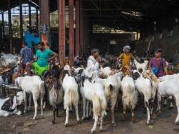 जोर शोर से हो रही ईद-उल-अजहा की तैयारी, बकरों की कीमत पहुंची 80 हजार; अलर्ट मोड पर प्रशासन