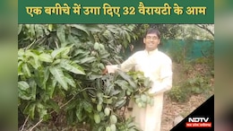MP News: सागर के इस युवा किसान ने किया बड़ा कारनामा, अपने बगीचे में उगा दिए दुनिया भर के 32 प्रकार के आम