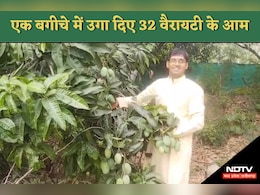 MP News: सागर के इस युवा किसान ने किया बड़ा कारनामा, अपने बगीचे में उगा दिए दुनिया भर के 32 प्रकार के आम