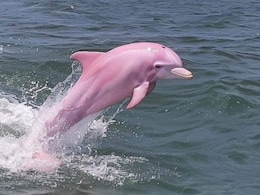 सोशल मीडिया पर वायरल हो रही हैं पिंक डॉल्फिन की तस्वीरें, असली-नकली को लेकर लोगों के बीच छिड़ी बहस