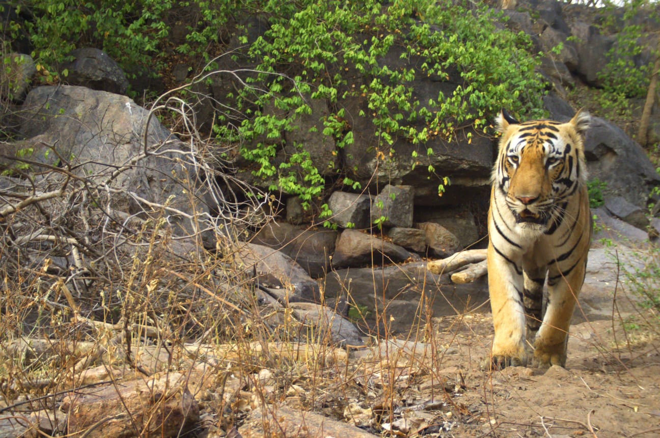 Tiger, That Killed 4 Cows In 2 Days In Kerala Village, Caught