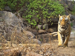 Tiger, That Killed 4 Cows In 2 Days In Kerala Village, Caught Tiger, That Killed 4 Cows In 2 Days In Kerala Village, Caught