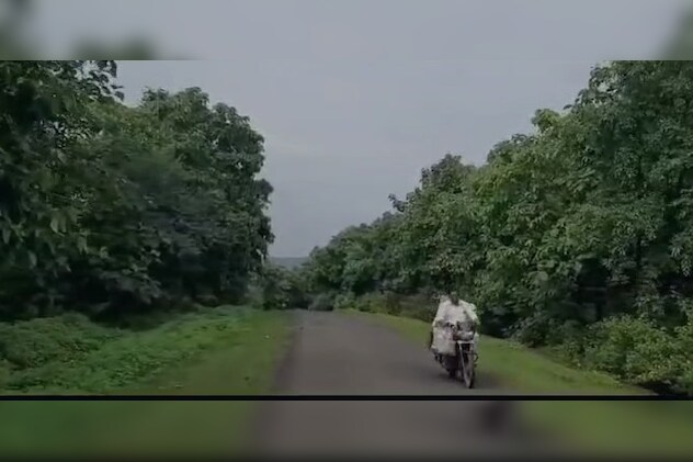 सड़क के दोनों तरफ तैयार किए गए घने नए पेड़. सड़क के दोनों तरफ तैयार किए गए घने नए पेड़.