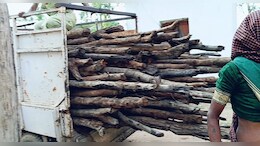 CG News: इस वन परिक्षेत्र में बड़े पैमाने पर चल रहा है गोलमाल, बिना नीलामी के खपा दी गईं लाखों रुपये की लकड़ियां